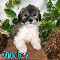 Oakley, a male Bichpoo for sale in Byron, MI – 3 of 3
