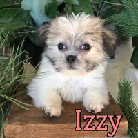 Izzy, a female Shihpoo and Mal Shi for sale in Byron, MI – 2 of 3