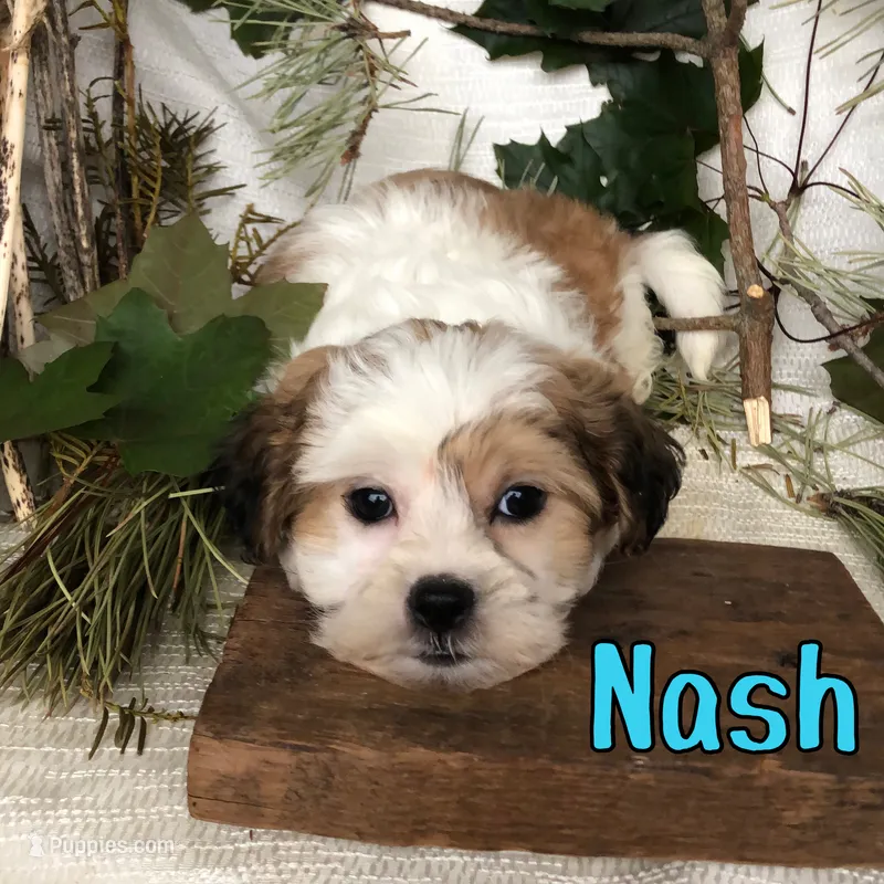 Nash – Shihpoo puppy for sale in Byron, MI