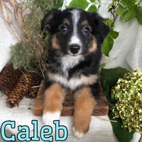 Caleb, a male English Shepherd and Australian Shepherd for sale in Byron, MI – 1 of 3