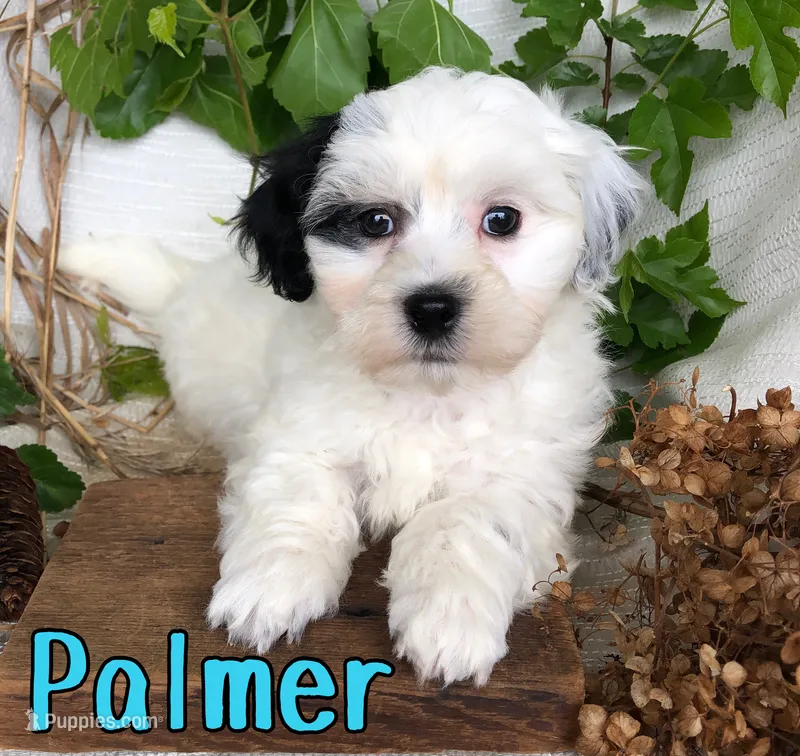 Palmer – Shihpoo puppy for sale in Byron, MI