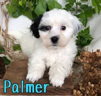 Palmer, a male Shihpoo for sale in Byron, MI – 1 of 3