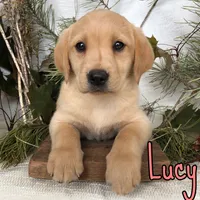 Lucy, a female Labrador Retriever for sale in Byron, MI – 2 of 3