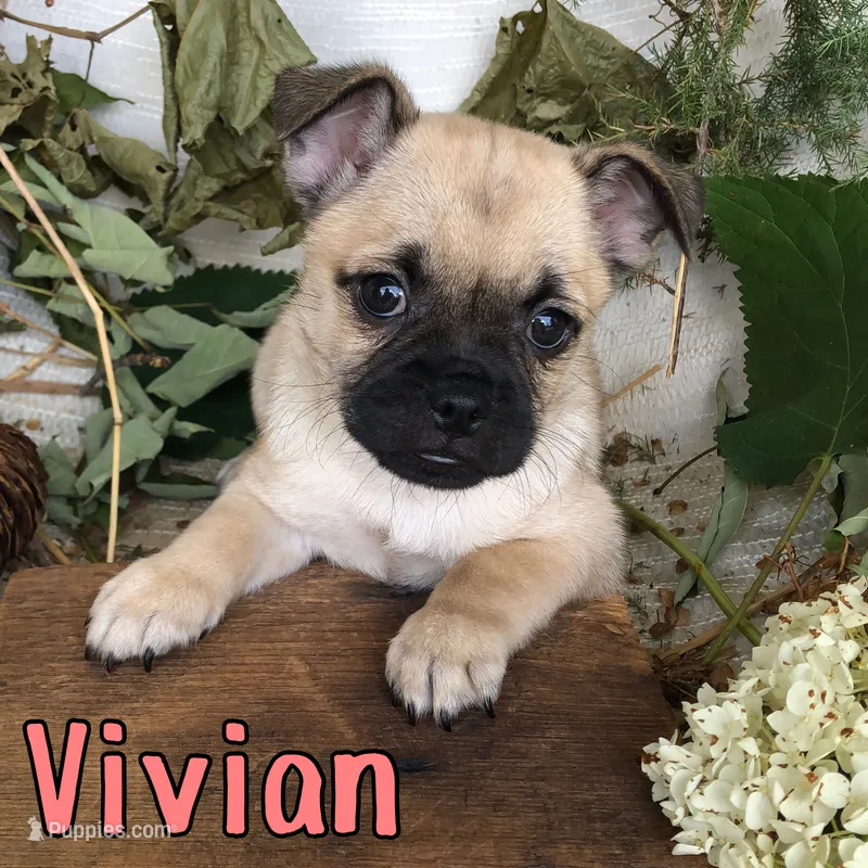 Vivian  – Pomeranian, Pug puppy for sale in Byron, MI
