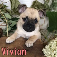 Vivian , a female Pomeranian and Pug for sale in Byron, MI – 1 of 3