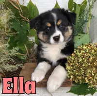 Ella, a female Miniature Australian Shepherd for sale in Byron, MI – 2 of 3