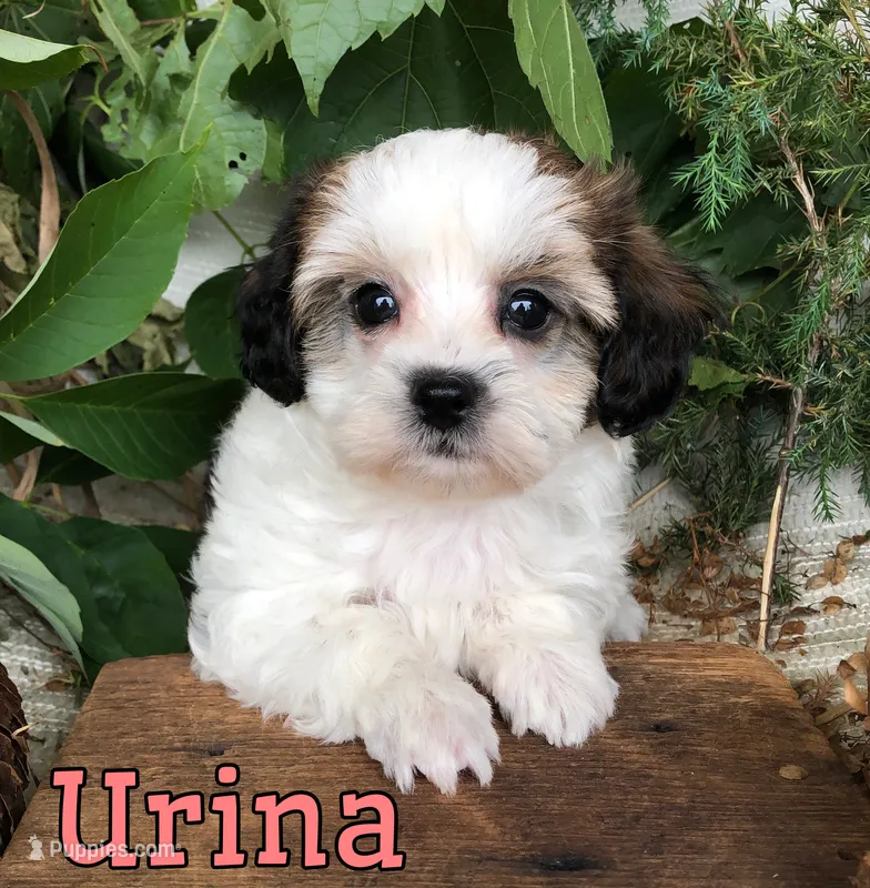 Urina  – Shih Tzu, Bichpoo puppy for sale in Byron, MI