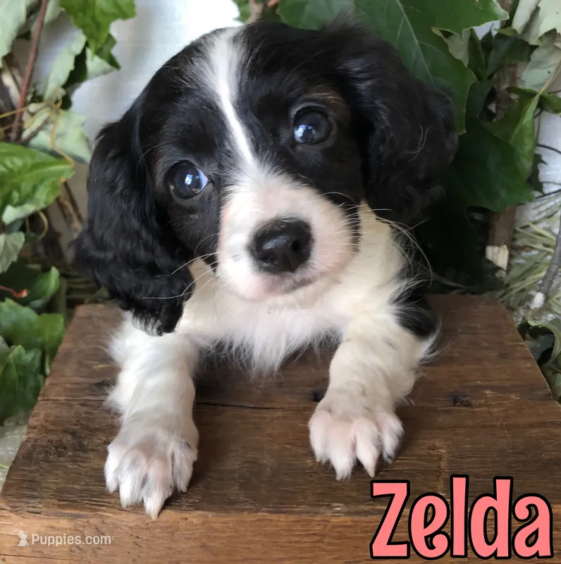 Zelda – Cavapoo puppy for sale in Byron, MI