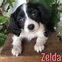 Zelda, a female Cavapoo for sale in Byron, MI – 1 of 3