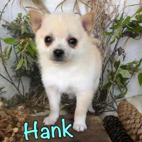 Hank, a male Pomchi for sale in Byron, MI – Photo 3 of 3