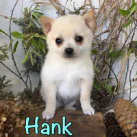 Hank, a male Pomchi for sale in Byron, MI – Photo 1 of 3