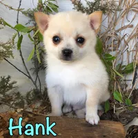 Hank, a male Pomchi for sale in Byron, MI – Photo 2 of 3