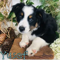 Yusef, a male Miniature Australian Shepherd for sale in Byron, MI – 1 of 3