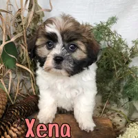 Xena , a female Shih Tzu for sale in Byron, MI – 2 of 3