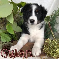 Gwen, a female Miniature Australian Shepherd for sale in Byron, MI – 1 of 3