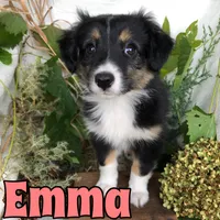Emma, a female Miniature Australian Shepherd for sale in Byron, MI – 2 of 3