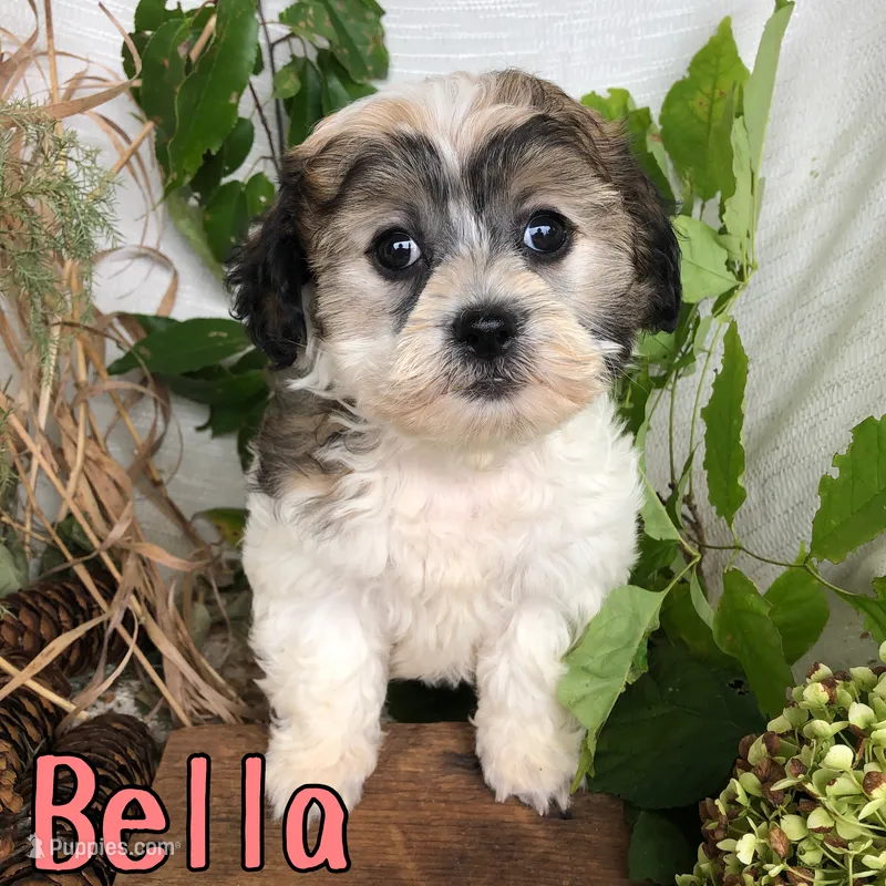Bella – Shihpoo puppy for sale in Byron, MI