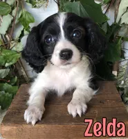 Zelda, a female Cavapoo for sale in Byron, MI – 2 of 3
