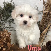 Uma, a male Bichpoo for sale in Byron, MI – Photo 1 of 3