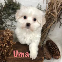 Uma, a male Bichpoo for sale in Byron, MI – Photo 3 of 3