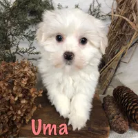 Uma, a male Bichpoo for sale in Byron, MI – Photo 2 of 3