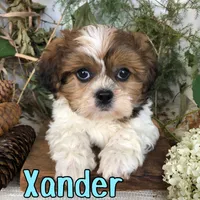 Xander , a male Shih Tzu for sale in Byron, MI – 3 of 3