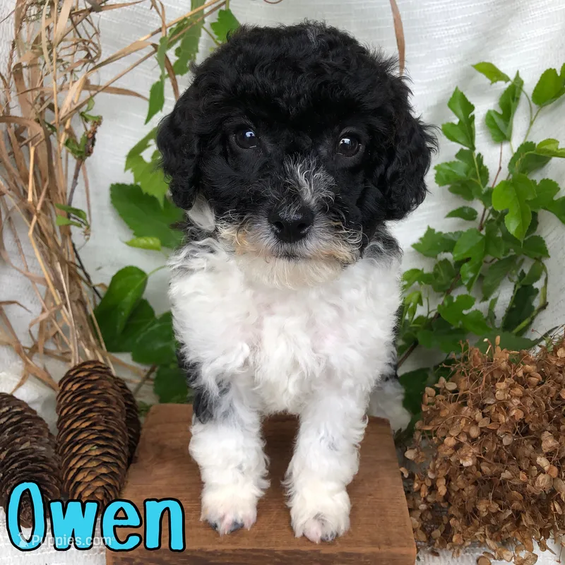 owen – Bichpoo puppy for sale in Byron, MI