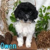 owen, a male Bichpoo for sale in Byron, MI – 1 of 3
