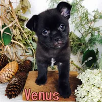 Venus , a female Pomeranian and Pug for sale in Byron, MI – 2 of 3