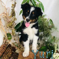 Yuri, a male Miniature Australian Shepherd for sale in Byron, MI – 4 of 4