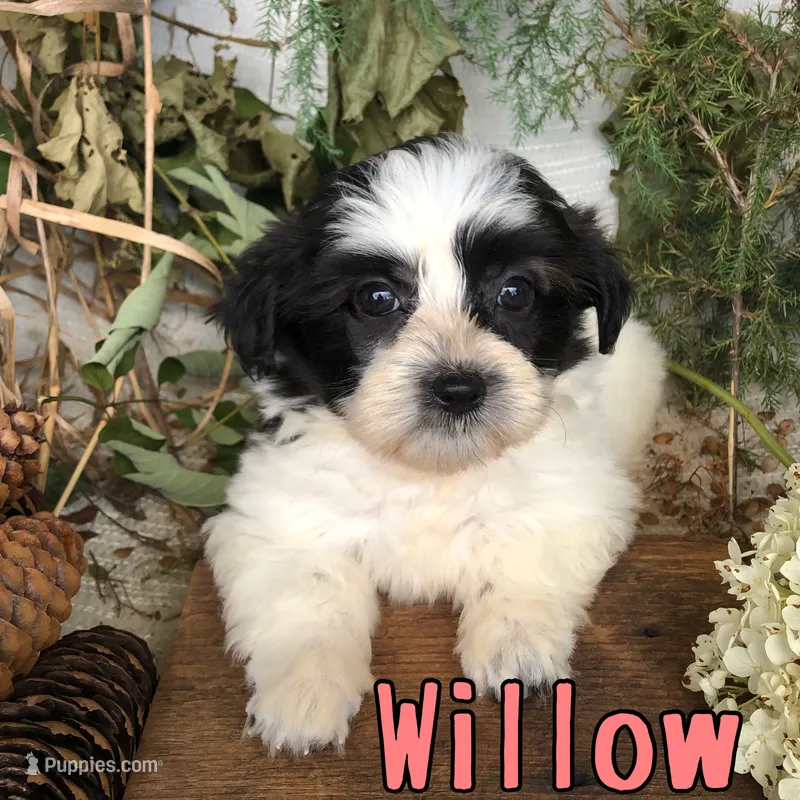 Willow  – Shih Tzu, Bichpoo puppy for sale in Byron, MI