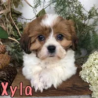Xyla , a female Shih Tzu for sale in Byron, MI – 2 of 3
