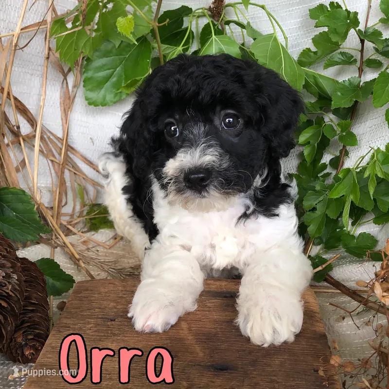 Orra – Bichpoo puppy for sale in Byron, MI