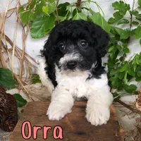 Orra, a female Bichpoo for sale in Byron, MI – 1 of 3
