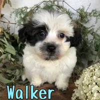 Walker, a male Shih Tzu and Bichpoo for sale in Byron, MI – 2 of 3