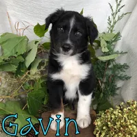 Gavin, a male Miniature Australian Shepherd for sale in Byron, MI – 3 of 3