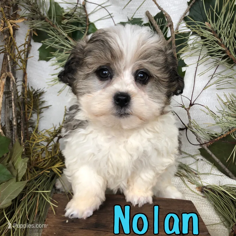 Nolan – Shihpoo puppy for sale in Byron, MI