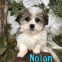 Nolan, a male Shihpoo for sale in Byron, MI – 1 of 3