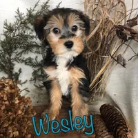 Wesley, a male Yorkipoo for sale in Byron, MI – Photo 3 of 3