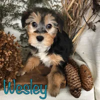 Wesley, a male Yorkipoo for sale in Byron, MI – Photo 1 of 3