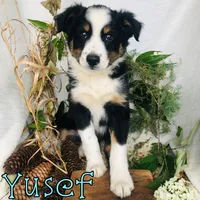 Yusef, a male Miniature Australian Shepherd for sale in Byron, MI – 3 of 3