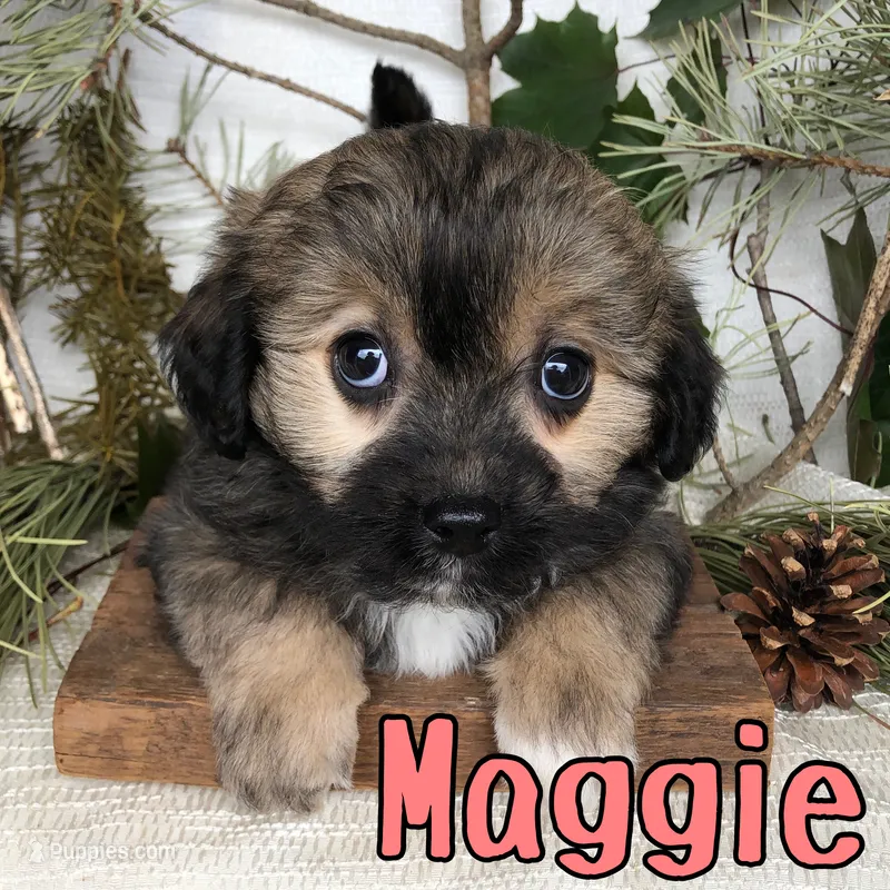Maggie – Miniature Aussiedoodle puppy for sale in Byron, MI
