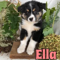 Ella, a female Miniature Australian Shepherd for sale in Byron, MI – 1 of 3