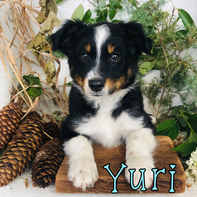 Yuri – Miniature Australian Shepherd puppy for sale in Byron, MI