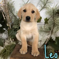 Leo, a male Labrador Retriever for sale in Byron, MI – 3 of 3