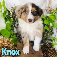 Knox, a male Miniature Australian Shepherd for sale in Byron, MI – 2 of 3