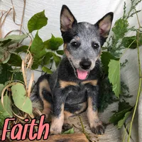 Faith, a female Australian Cattle Dog for sale in Byron, MI – 1 of 3