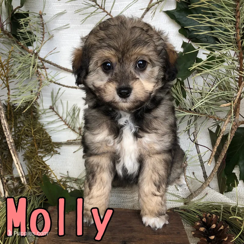Molly – Miniature Aussiedoodle puppy for sale in Byron, MI