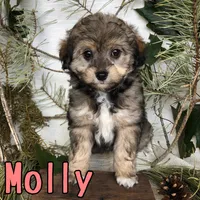 Molly, a female Miniature Aussiedoodle for sale in Byron, MI – 1 of 3