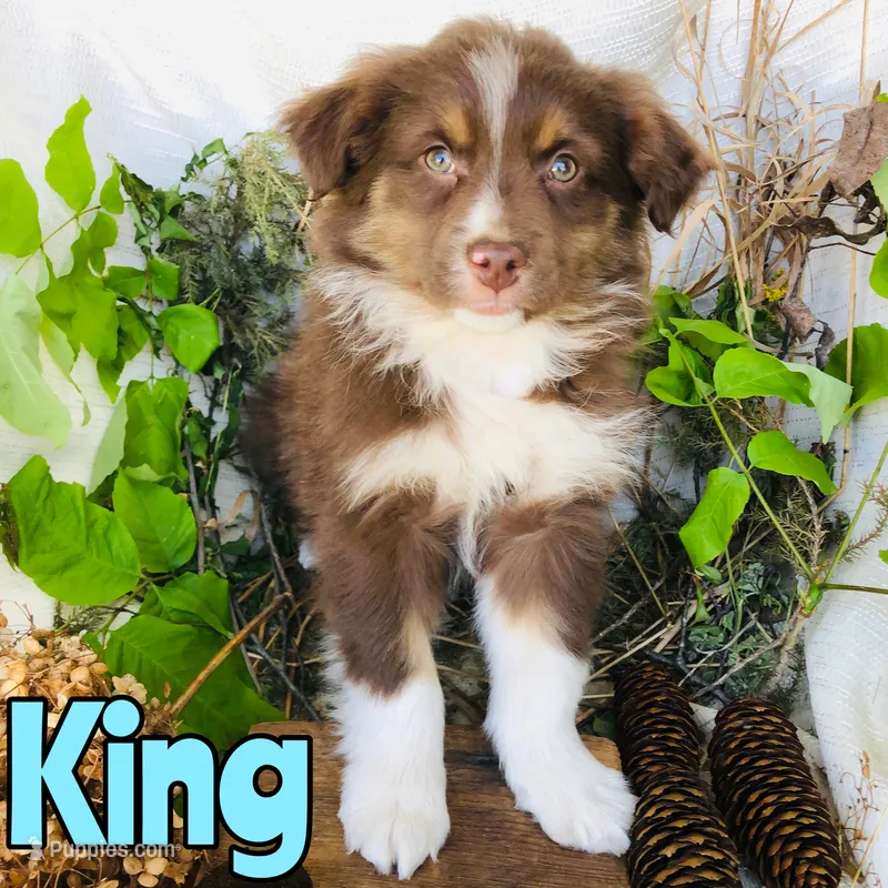 King – Miniature Australian Shepherd puppy for sale in Byron, MI